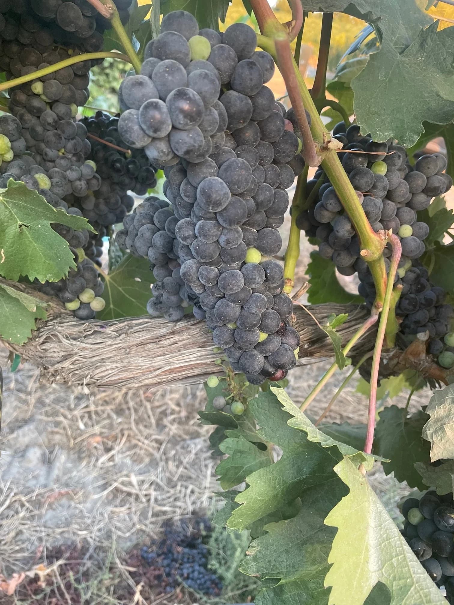 Brian Carter Cellars vineyards