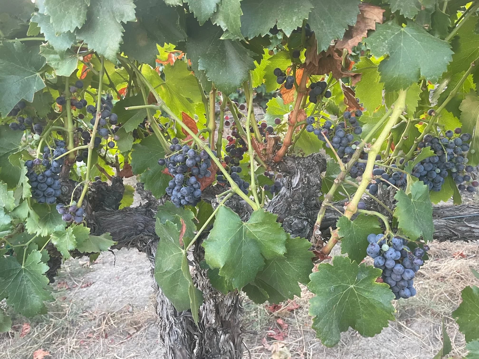 Washington State vineyards