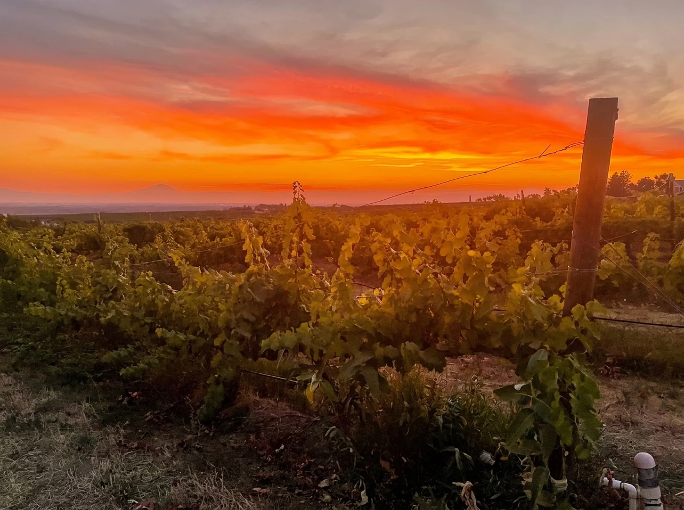 Brian Carter in the vineyard